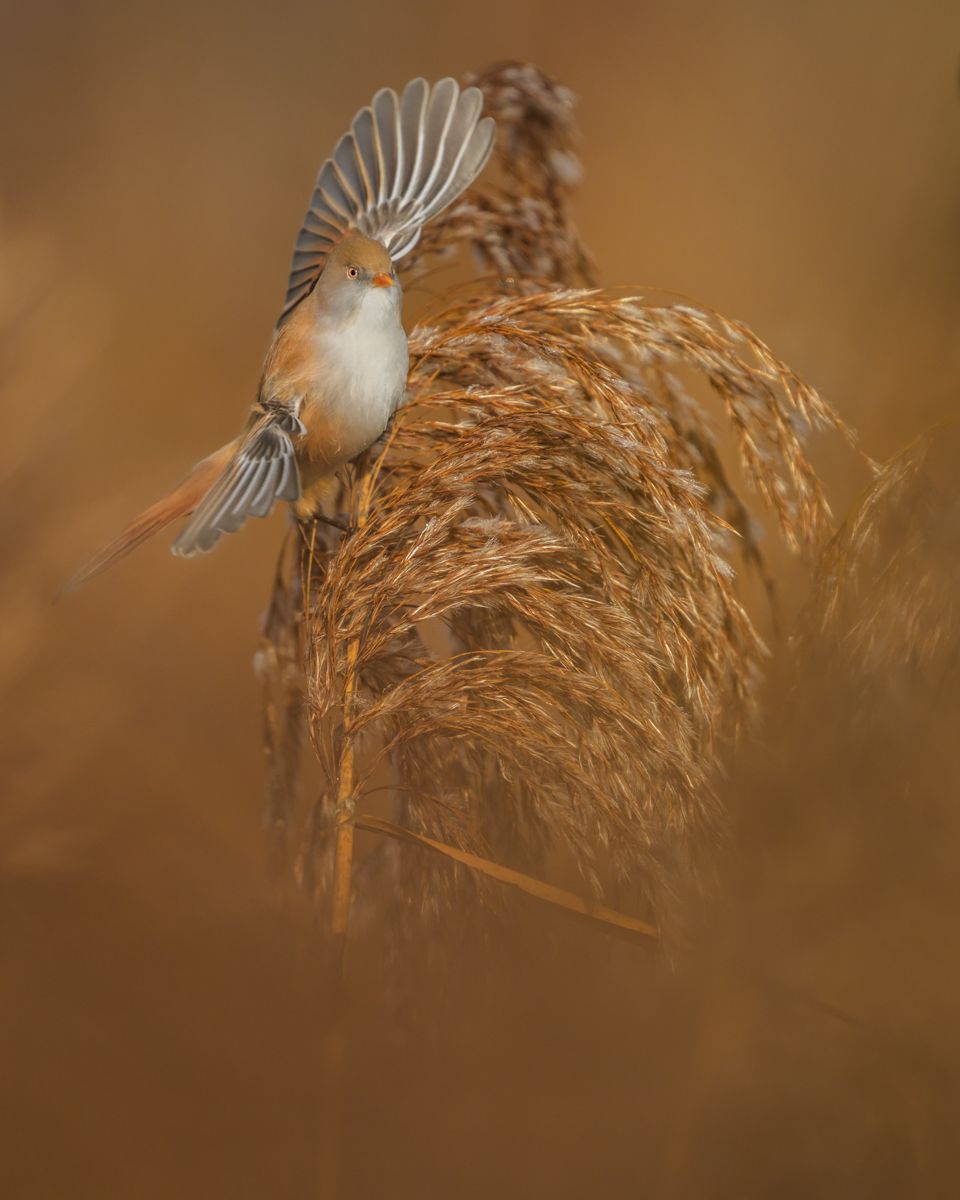 Gallery of songbirds, photographed by nature photographer Nicolas Stettler.
