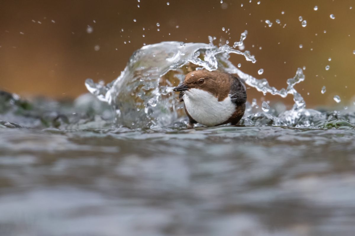 Gallery of songbirds, photographed by nature photographer Nicolas Stettler.