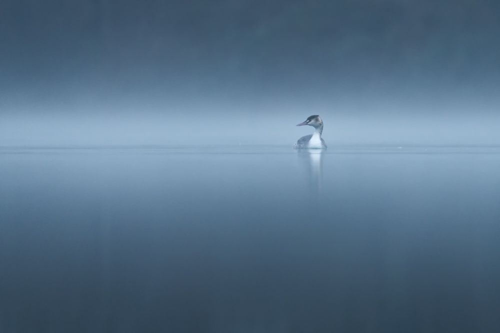 More images of this bird