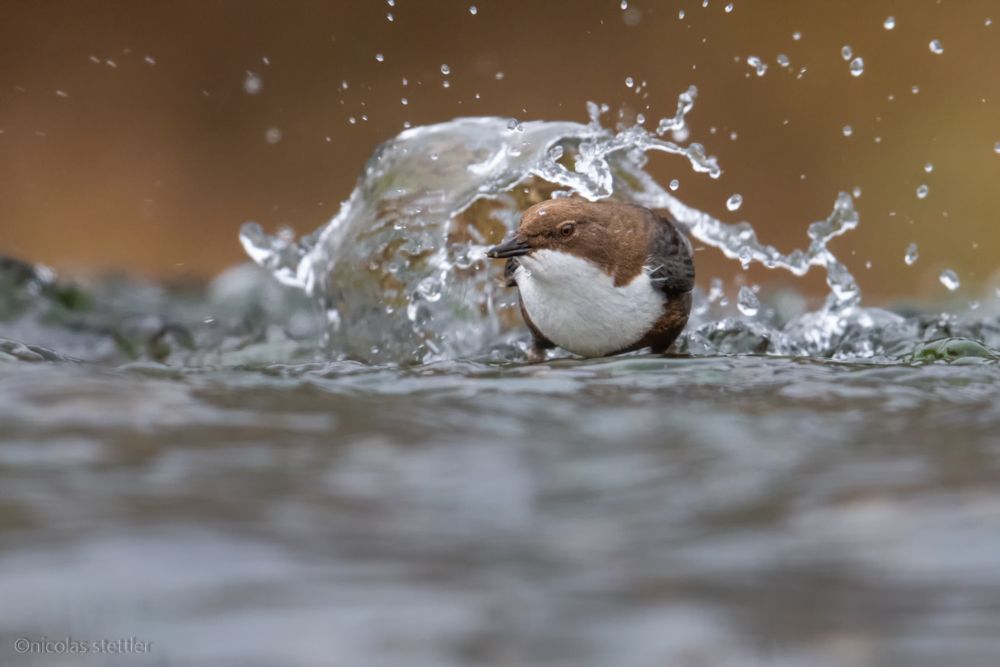Eine Wasseramsel bei der Nahrungssuche
