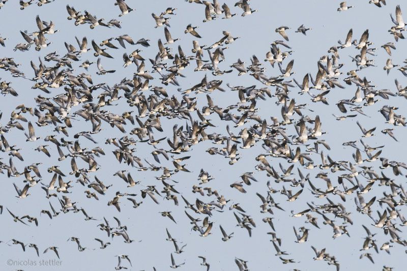 Tausende Weisswangengänse fliegen auf.