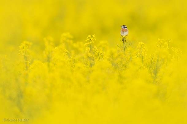 A whinchat in a canola field during spring migration.