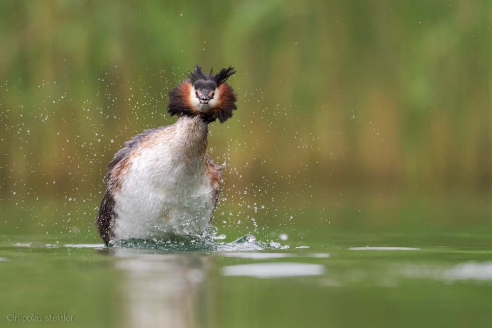 Great crested grebe shaking its feathers.