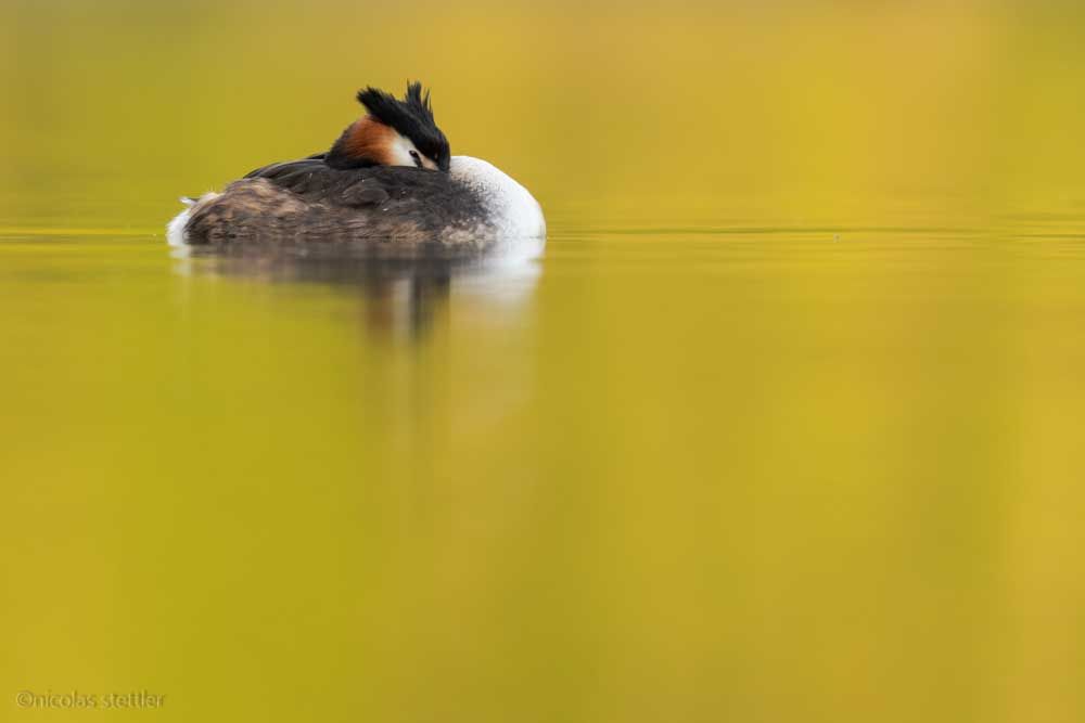 Sleeping great crested grebe
