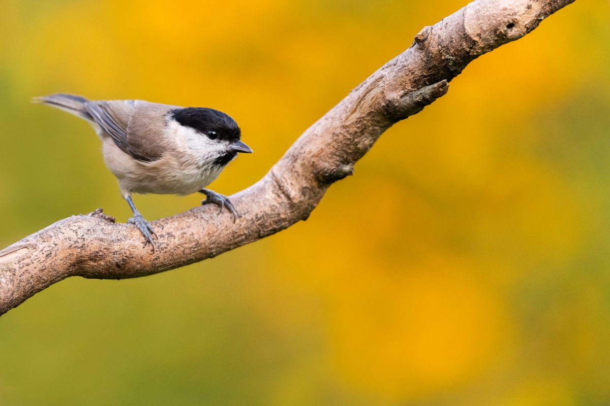 Gallery of songbirds, photographed by nature photographer Nicolas Stettler.
