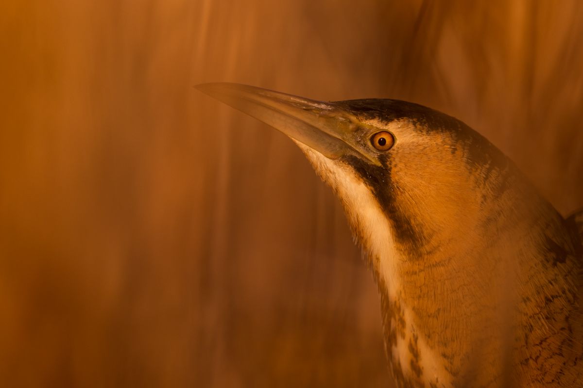 Galerie mit Vogelfotos von Schreitvögeln, fotografiert von Naturfotograf Nicolas Stettler..