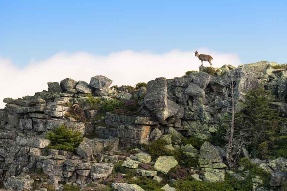 Last summer I was on the Niederhorn in the Bernese Oberland for a weekend in search of the ibex. In this article you will learn how successful I was and what other animals I could observe.