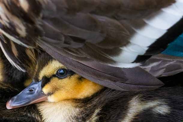 A young mallard chick hiding under the wings of its parent