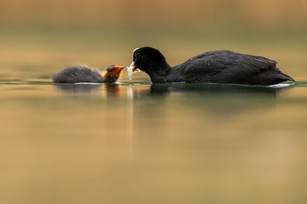 A coot feeds one of its young. The chicks eat mainly small plant parts.