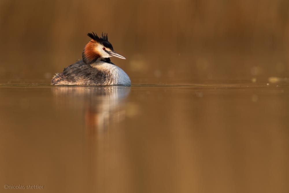 Great crested grebe waking up