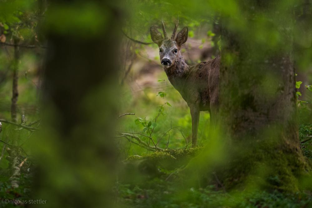 A roe deer in the forest.