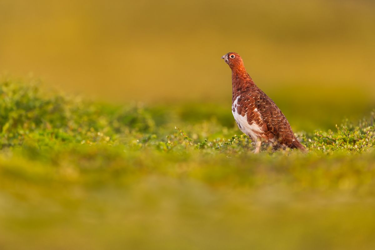 Galerie von diversen Vogelarten, fotografiert von Naturfotograf Nicolas Stettler.