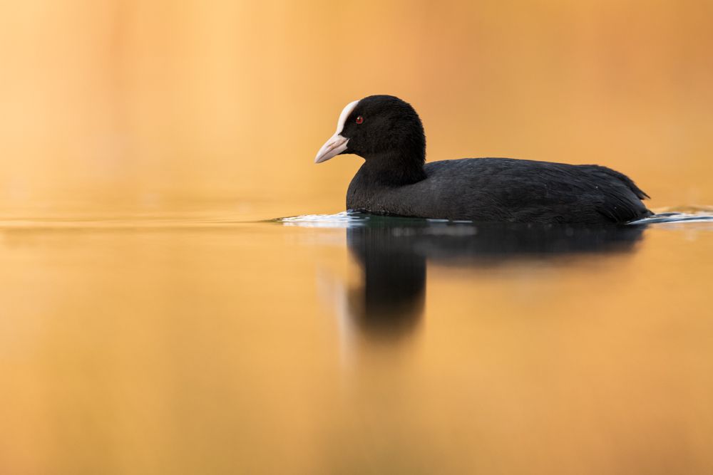 The male and female coots cannot be distinguished externally.