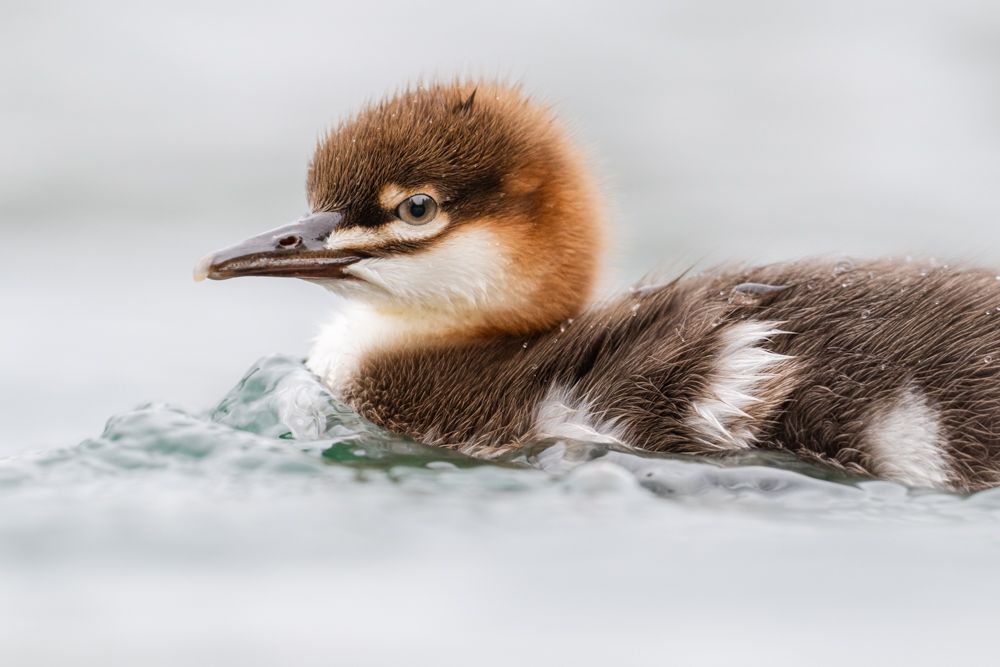 More images of this bird