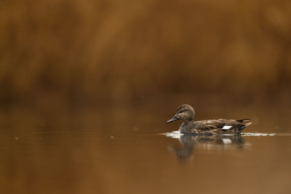 Weitere Fotos des Vogels