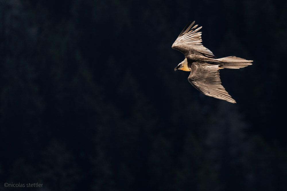 Bartgeier fliegt über einen dunklen Wald