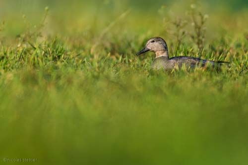 Enten Workshop 2