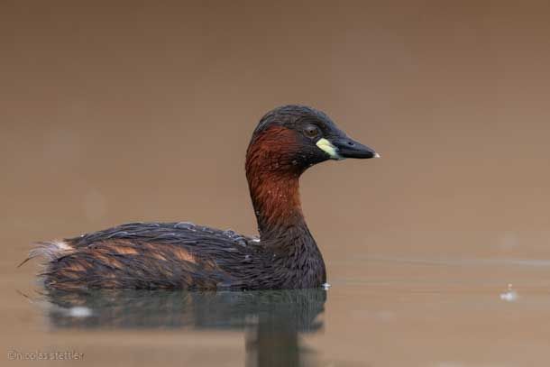 Little grebe photographed from the floating hide