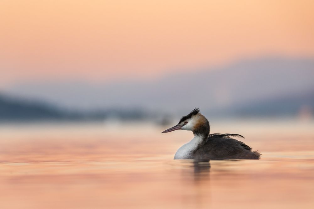 This great crested grebe is not yet fully in the winter plumage. So he still has the dark feather bundles. The brown feathers on the side of the head are however already quite pale.