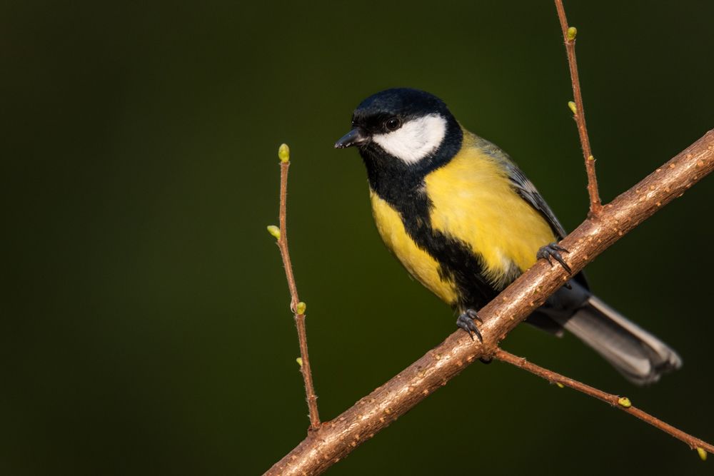 More images of this bird