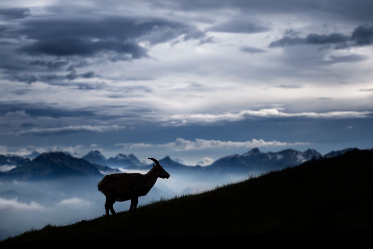 Gallery of alpine ibex, photographed by nature photographer Nicolas Stettler.