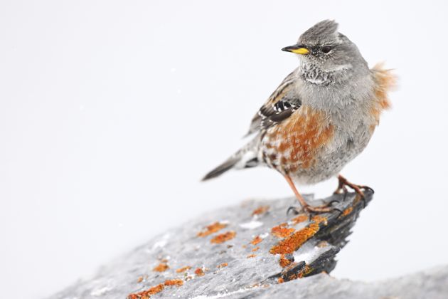 Beispielfotos von der Schweiz im Winter Fotoreise mit Birdingtours und Nikon.