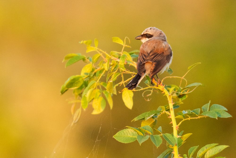 Weitere Fotos des Vogels
