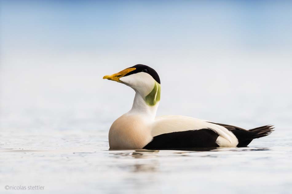This blog article is part of a series about photographing water birds.