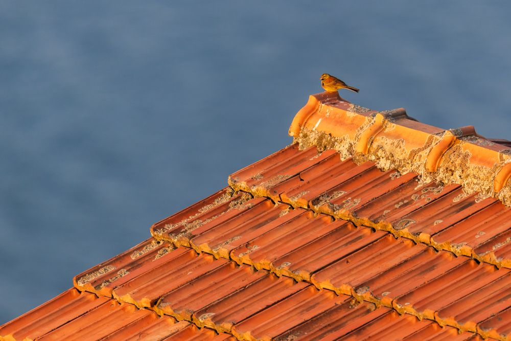 Weitere Fotos des Vogels