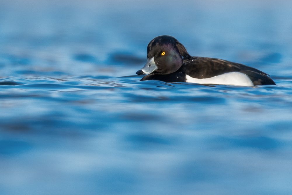 More images of this bird