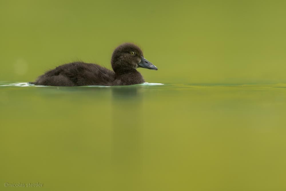 A young tufted duck in the Swiss Alps.