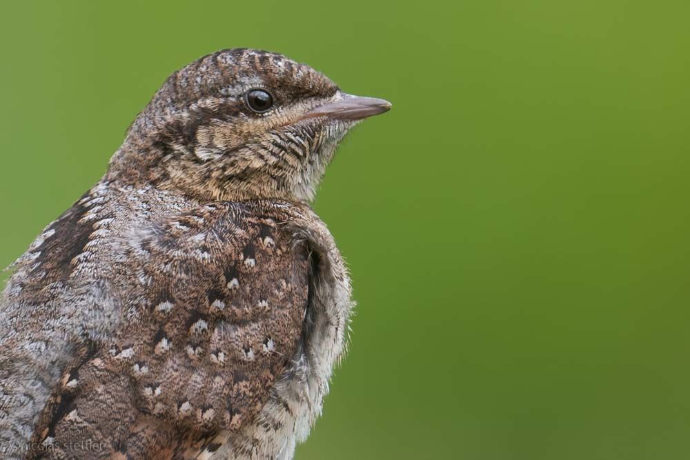 A wryneck that just fledged a few days beforehand.