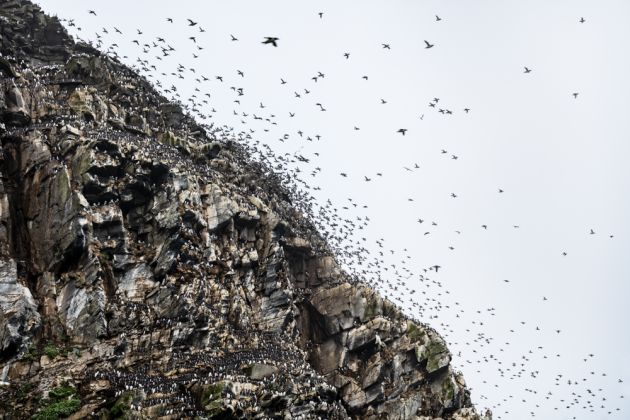 Beispielfotos von der Seevögel in Nordnorwegen Fotoreise mit Birdingtours und Nikon.