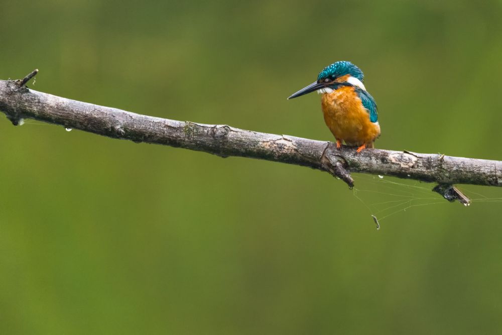 Weitere Fotos des Vogels