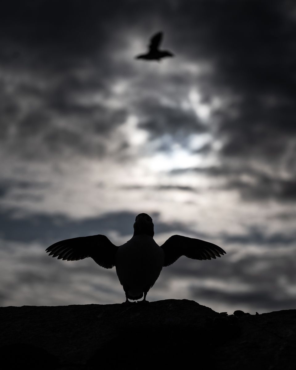 Galerie mit Vogelfotos von Seevögelb, fotografiert von Naturfotograf Nicolas Stettler..