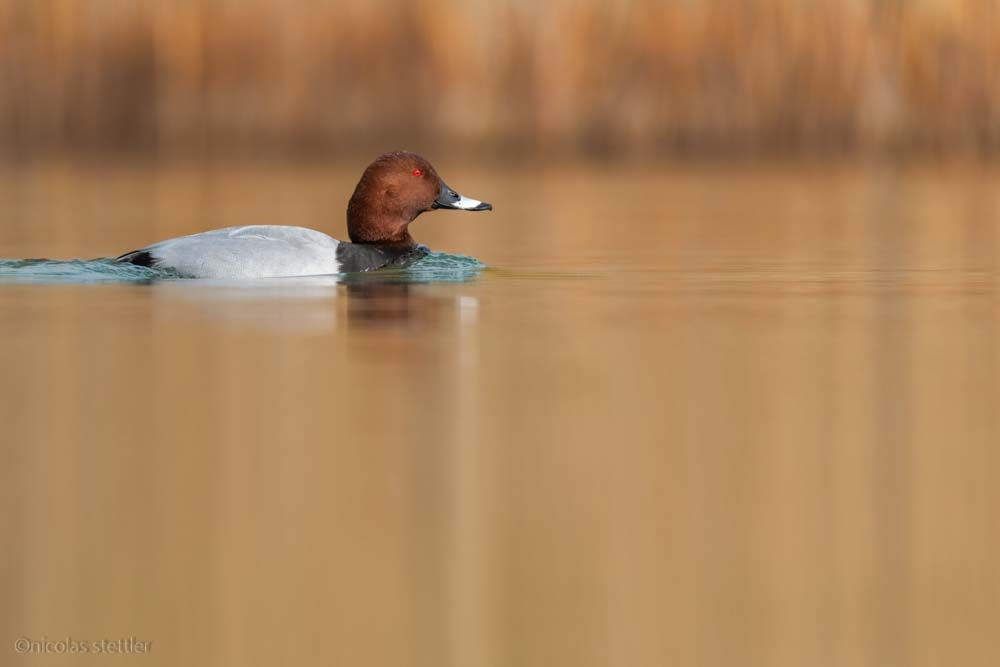 Pochard photographed with a floating hide