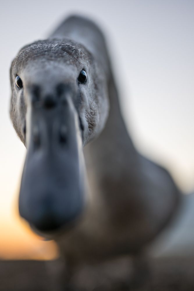Vogelfotos Beispiele mit der Nikon Z9.
