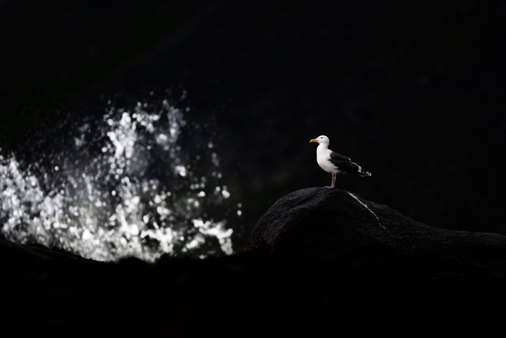 Beispielfotos von der Neusiedlersee Reise mit Birdingtours und Nikon.