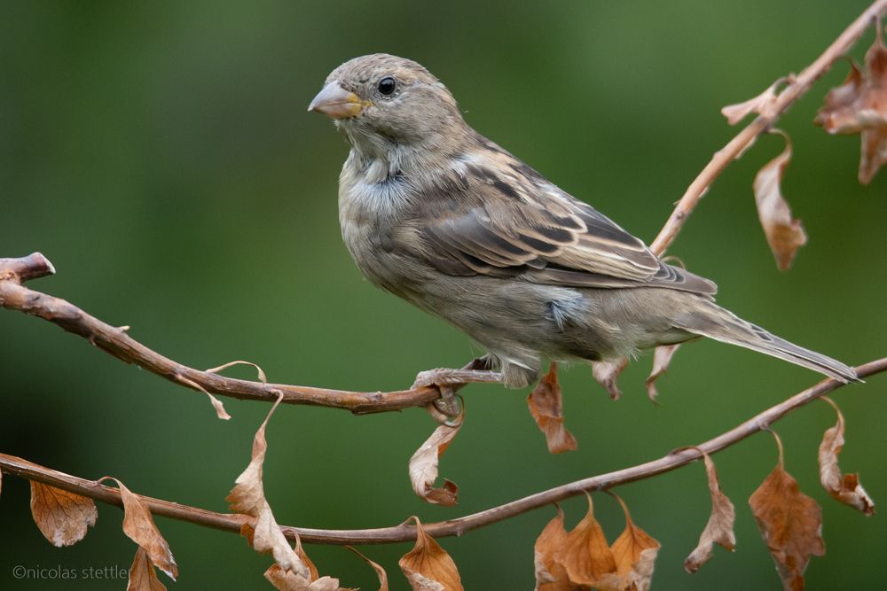 Ein Haussperling-Weibchen im Garten.