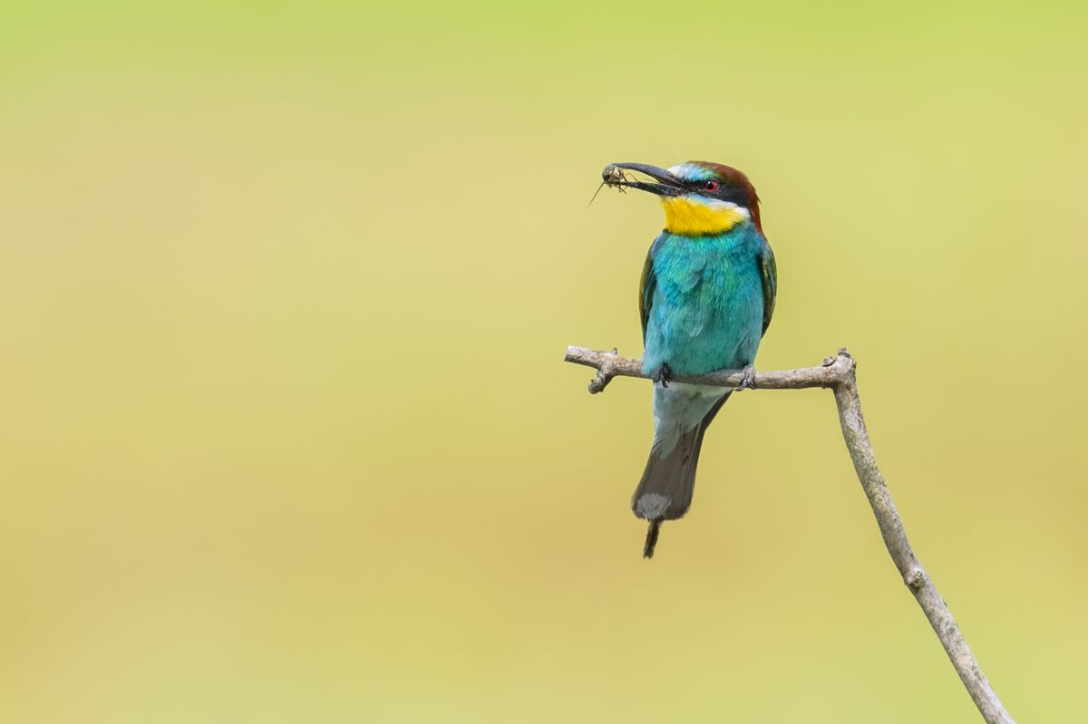 Galerie von diversen Vogelarten, fotografiert von Naturfotograf Nicolas Stettler.