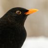 Bestimmung und Porträt der Amsel.