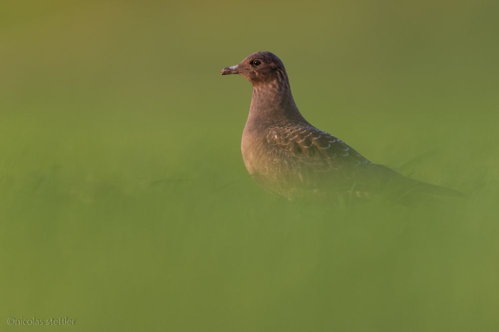 Eine Falkenraubmöwe auf einem Feld.