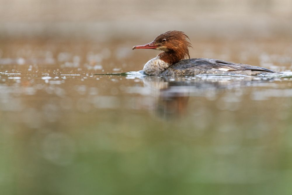 The female common merganser is a bit more inconspicuously coloured. The female shows the typical merganser's beak too.