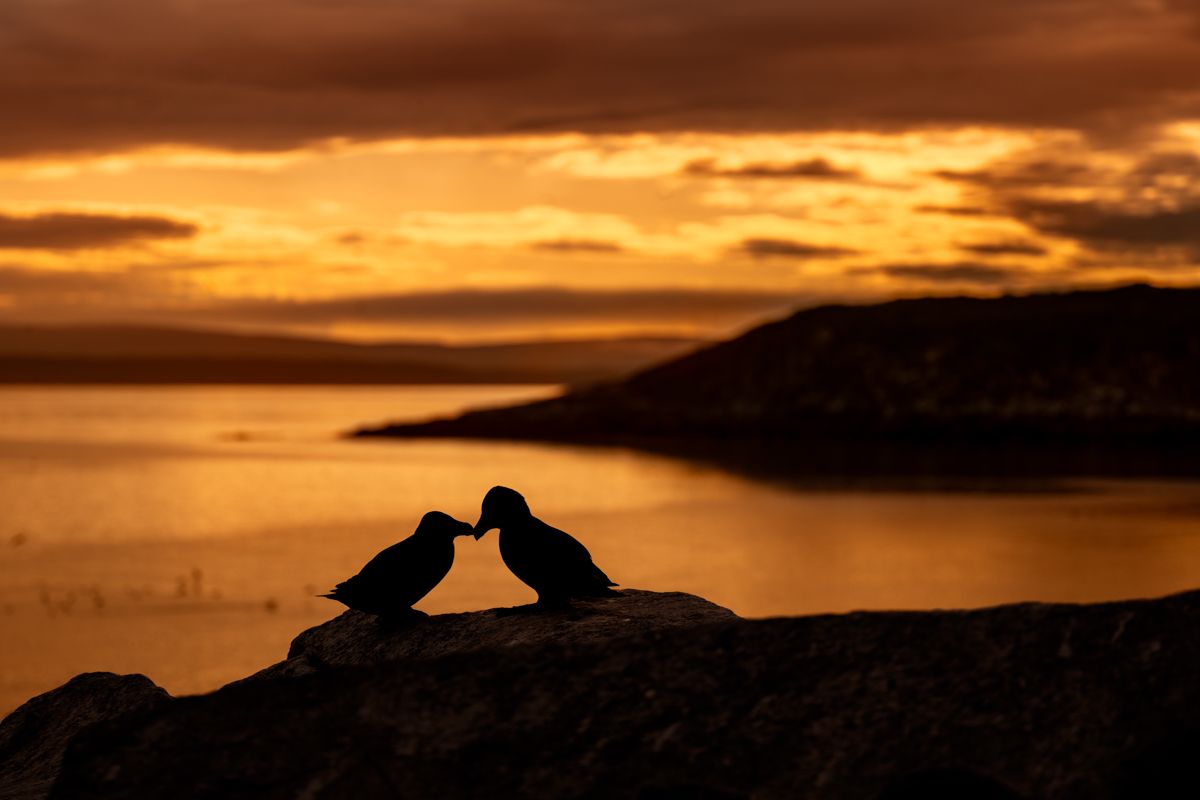 Galerie mit Vogelfotos von Seevögelb, fotografiert von Naturfotograf Nicolas Stettler..