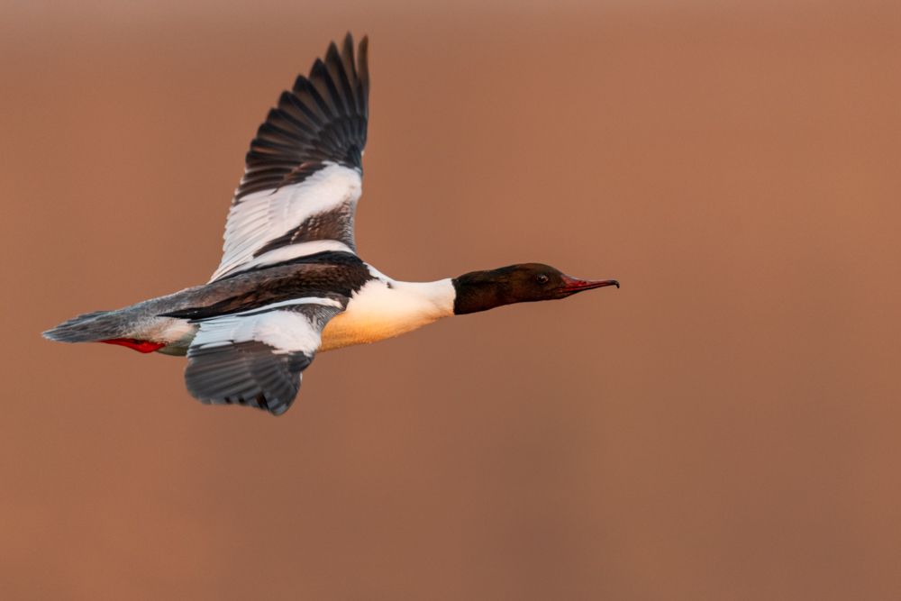 The common merganser lives in all kinds of waters. Even quite fast flowing waters are inhabited by the common merganser, if they are very rich in fish.