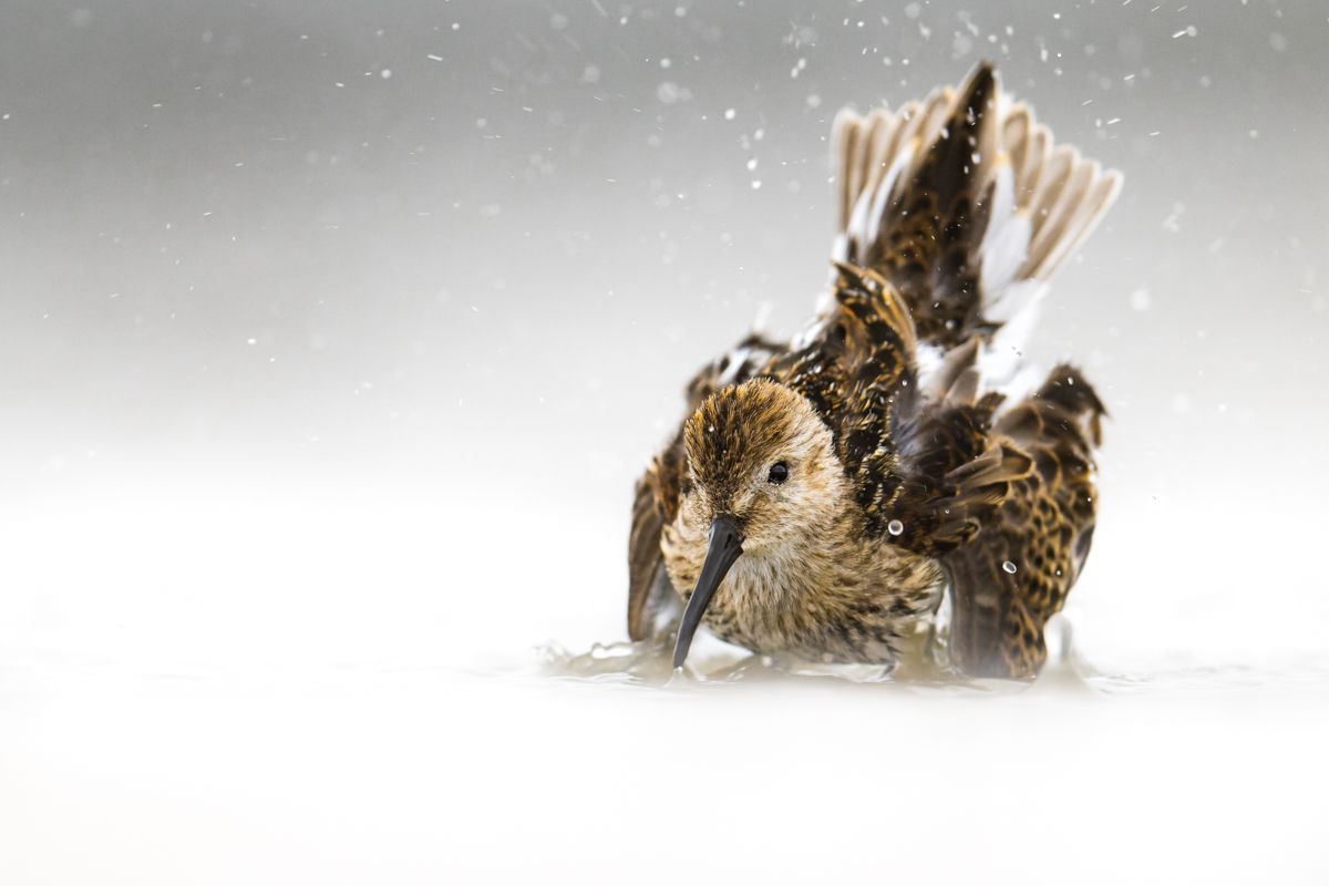 Galerie mit Vogelfotos von Limikolen, fotografiert von Naturfotograf Nicolas Stettler..