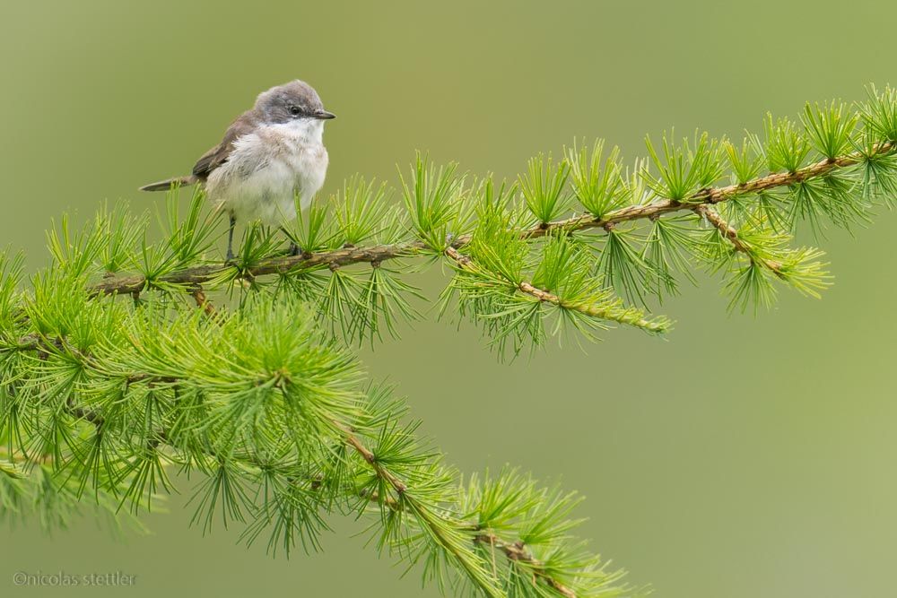 A lesser whitethroat on a tree.
