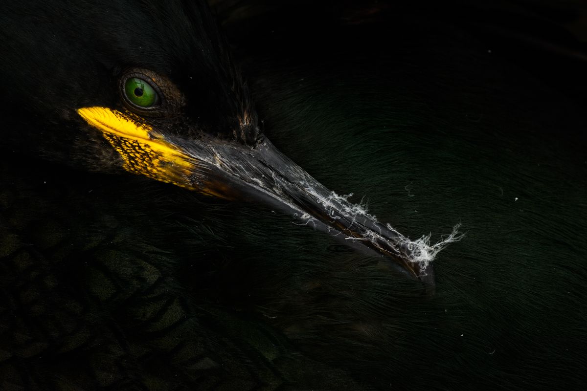 Galerie mit Vogelfotos von Seevögelb, fotografiert von Naturfotograf Nicolas Stettler..