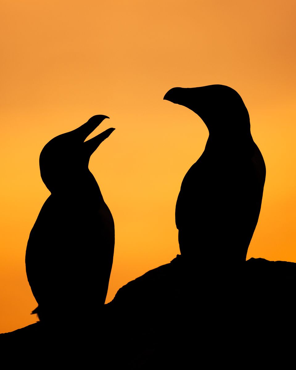 Galerie mit Vogelfotos von Seevögelb, fotografiert von Naturfotograf Nicolas Stettler..
