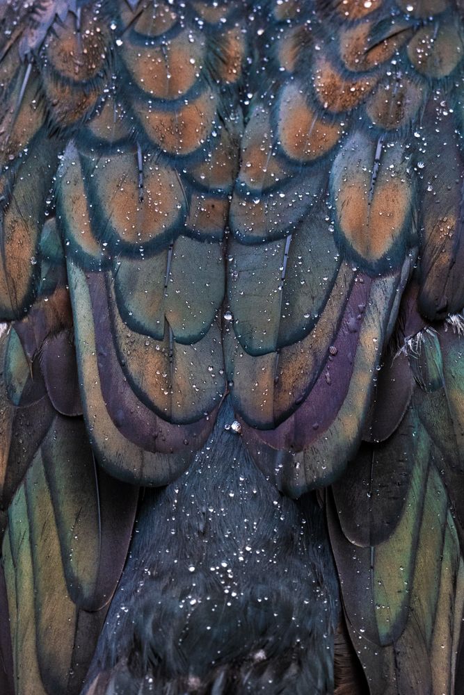 Weitere Fotos des Vogels